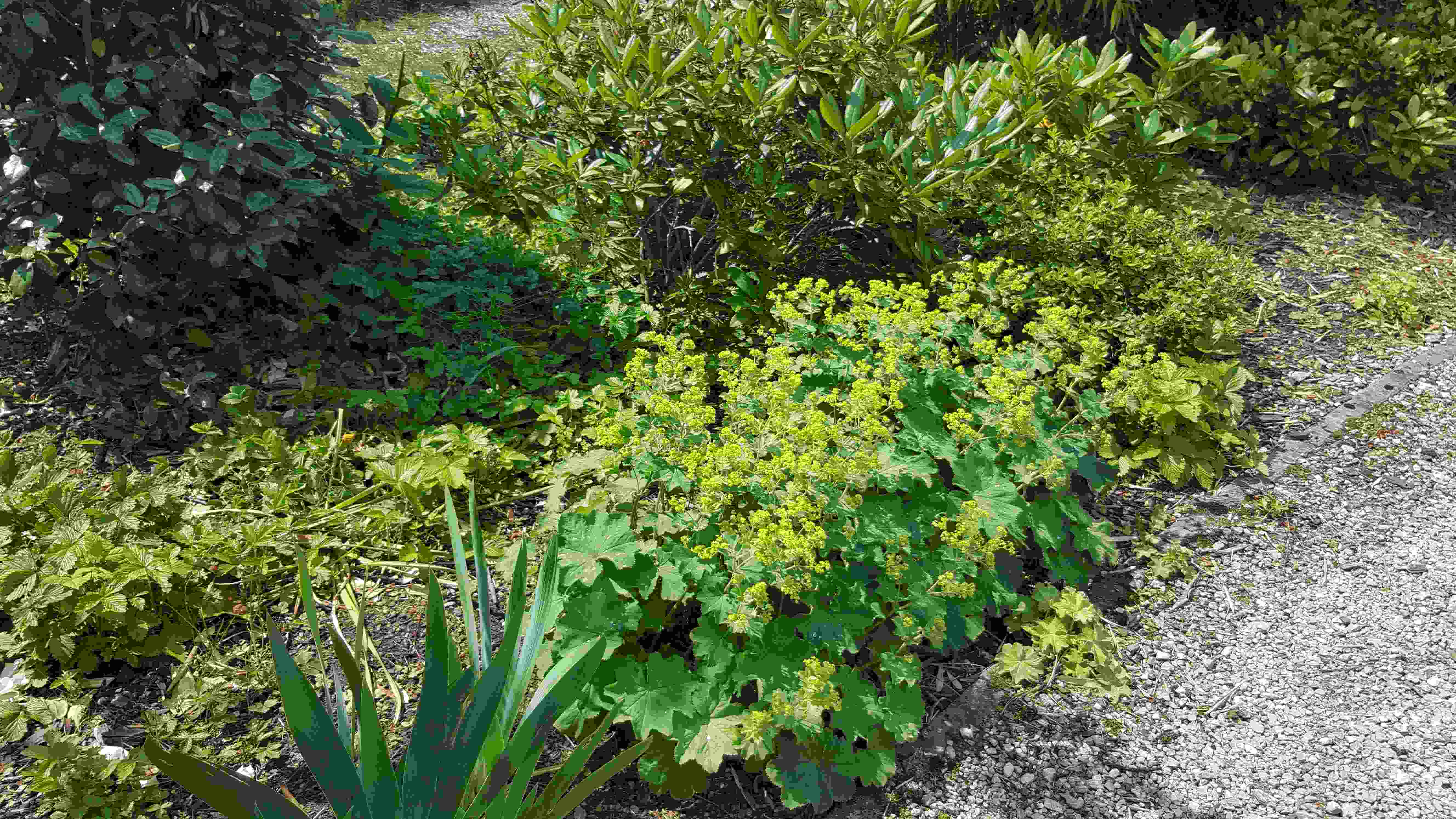 alchemille ittre.jpg